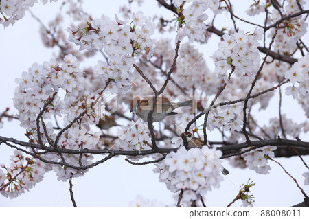 被盛開的櫻花召喚，麻雀俯視著我們陶醉在櫻花枝頭上賞櫻。 88008011