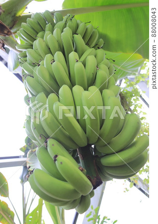 Banana banana fruit Banana banana fruit 88008043