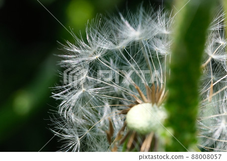 Dandelion fluff close-up 5 Dandelion fluff close-up 5 88008057