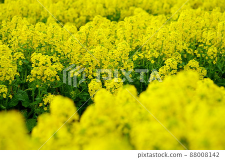 The arrival of spring, rape field 88008142