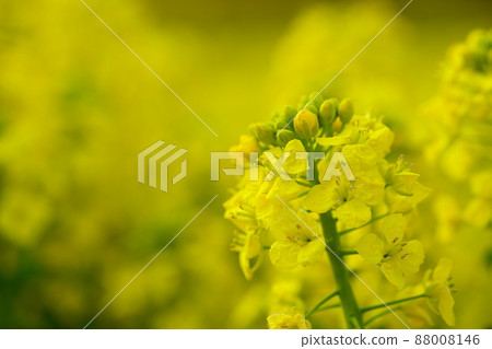 春天的到來,油菜花田 春天的到來,油菜花田 88008146