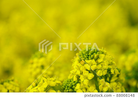 The arrival of spring, rape field The arrival of spring, rape field 88008148