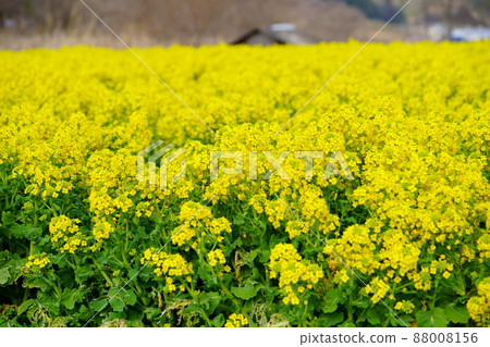 The arrival of spring, rape field 88008156