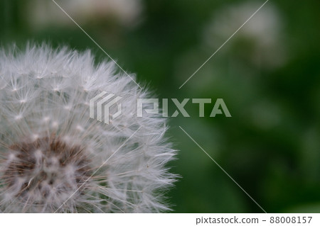 Dandelion fluff close-up 31 88008157