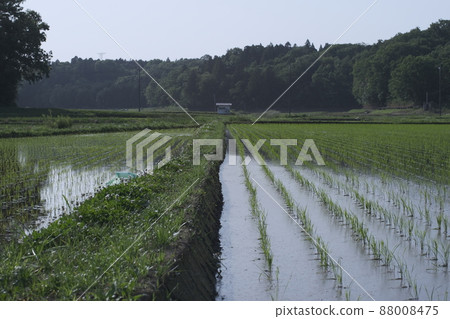 Rice field after rice planting 28 88008475