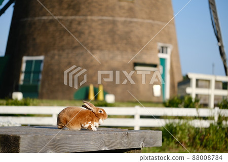 Wooden table mini rex 8 Wooden table mini rex 8 88008784