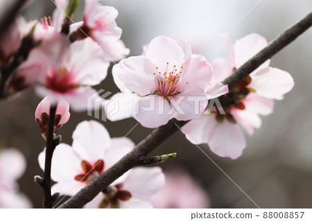 杏仁花 杏仁花 88008857