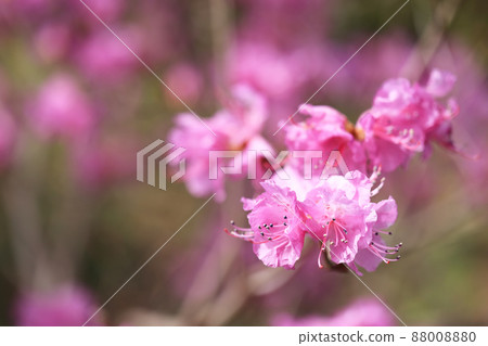 玄海躅(玄海躅) 玄海躅(玄海躅) 88008880