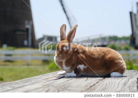 Up of mini rex on a wooden bench 15 Up of mini rex on a wooden bench 15 88008915