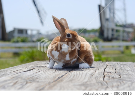 Close-up of a mini Rex on a wooden bench 16 Close-up of a mini Rex on a wooden bench 16 88008916