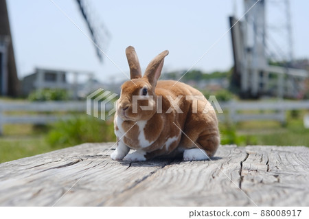 Up of mini rex on a wooden bench 17 Up of mini rex on a wooden bench 17 88008917
