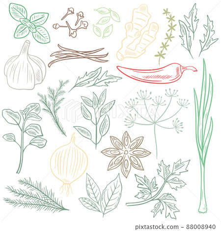 Herbs spices and herbs vector set 88008940