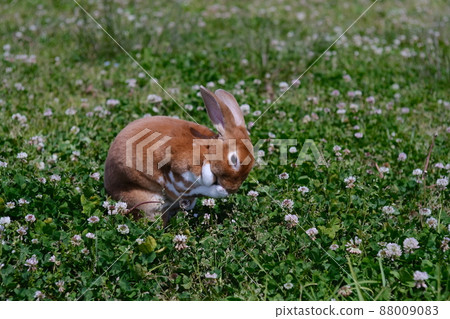 Grooming in the grass in the grass Mini Rex 1 88009083