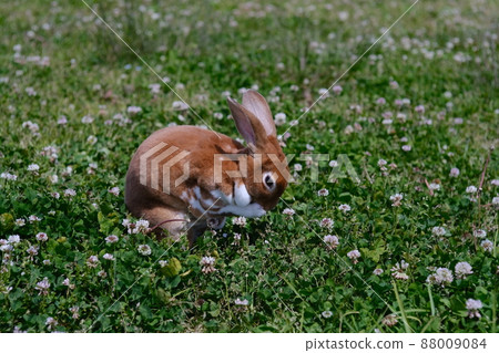 Mini Rex grooming himself during a walk in the grass 2 Mini Rex grooming himself during a walk in the grass 2 88009084