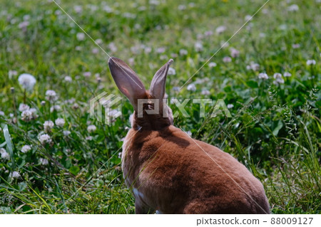 Mini Rex rabbits in the grass 12 Mini Rex rabbits in the grass 12 88009127
