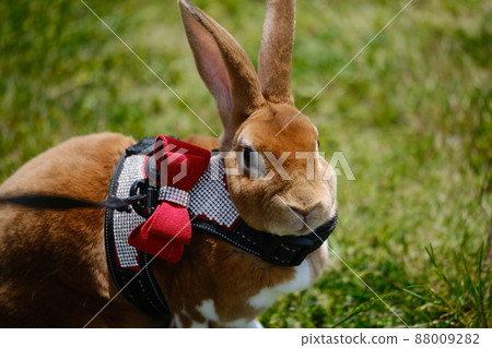 Mini Rex 6 walking in the field on a leash 88009282