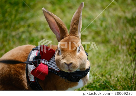 Mini Rex rabbit with a lead and squirming the field 7 88009283