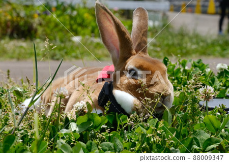 Mini Rex rabbit with a lead and squirming the field 22 Mini Rex rabbit with a lead and squirming the field 22 88009347