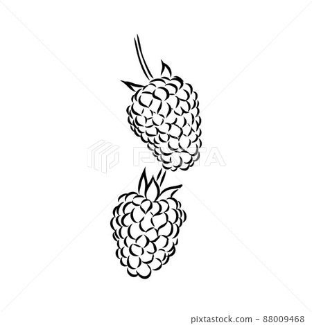 Vector isolated raspberry berries branch contour line drawing. Colorless black and white two raspberry berry colorling page 88009468