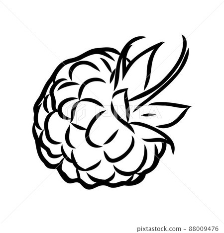 Vector isolated raspberry berries branch contour line drawing. Colorless black and white two raspberry berry colorling page Vector isolated raspberry berries branch contour line drawing. Colorless black and white two raspberry berry colorling page 88009476
