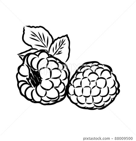 Vector isolated raspberry berries branch contour line drawing. Colorless black and white two raspberry berry colorling page 88009500