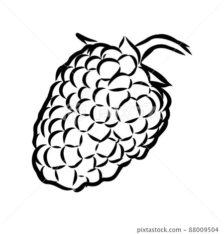 Vector isolated raspberry berries branch contour line drawing. Colorless black and white two raspberry berry colorling page 88009504