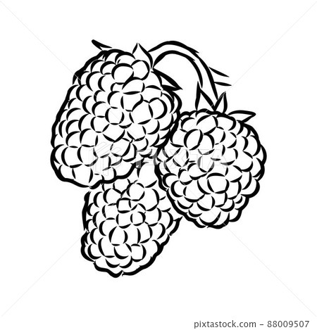 Vector isolated raspberry berries branch contour line drawing. Colorless black and white two raspberry berry colorling page Vector isolated raspberry berries branch contour line drawing. Colorless black and white two raspberry berry colorling page 88009507