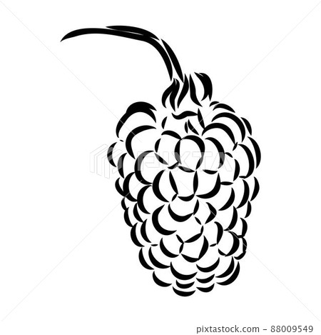 Vector isolated raspberry berries branch contour line drawing. Colorless black and white two raspberry berry colorling page 88009549