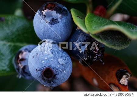 Background full of fresh ripe sweet blueberries covered with water drops. Summer berries Background full of fresh ripe sweet blueberries covered with water drops. Summer berries 88009594