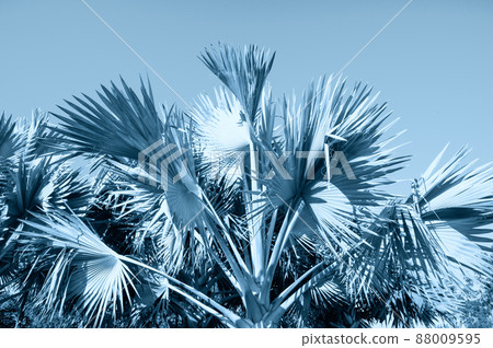 Palm tree on the background of blue sky wind Palm tree on the background of blue sky wind 88009595