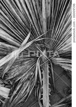 dry palm leaves on a white background.Flat lay. Top view. Copy space. dry palm leaves on a white background.Flat lay. Top view. Copy space. 88009596