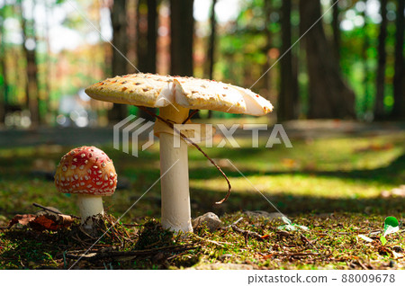 飛木耳和淡黃色蘑菇 88009678