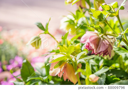 Christmas rose 88009796