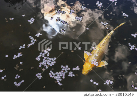 200427 護國神社櫻花034 200427 護國神社櫻花034 88010149