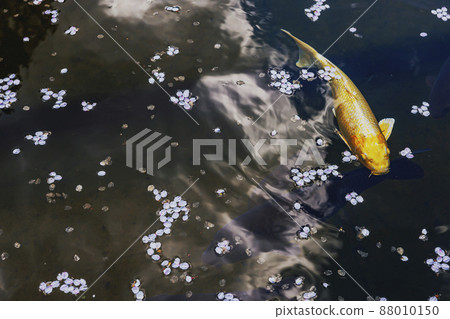 200427 護國神社櫻花 033 200427 護國神社櫻花 033 88010150