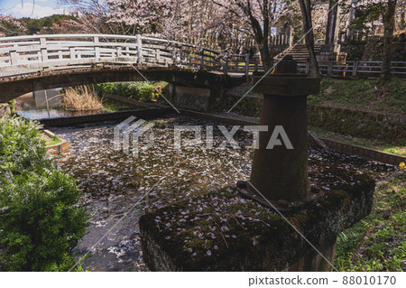 200427 Gokoku Shrine Sakura 010 88010170