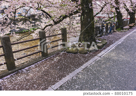 200427 中橋櫻 027 88010175