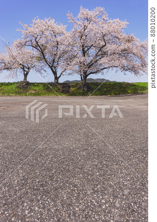 200425 Sakura Shimobayashi 023 88010200