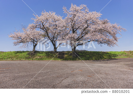 200425 Shimobayashi Sakura 021 88010201