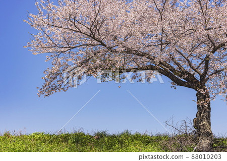 200425 Shimobayashi Sakura 018 88010203