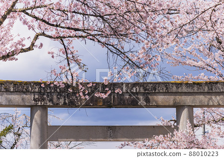 200424 護國神社櫻花 011 200424 護國神社櫻花 011 88010223