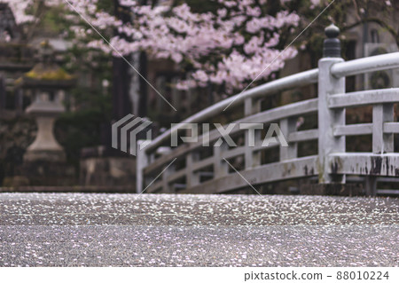 200424 Gokoku Shrine Sakura 009 200424 Gokoku Shrine Sakura 009 88010224