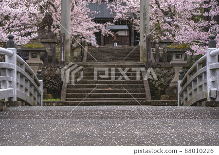 200424 護國神社櫻花 001 200424 護國神社櫻花 001 88010226