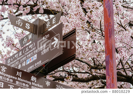 200424 中橋櫻 058 88010229