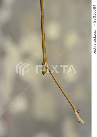 London plane 88010594