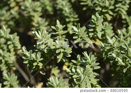 Shrubby veronica Green Globe 88010595
