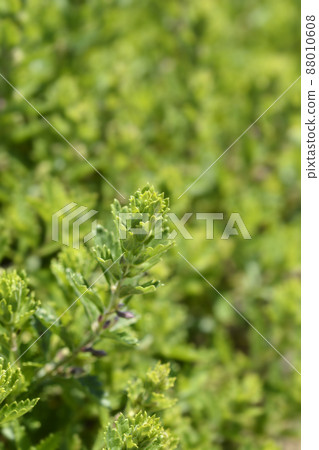 Common germander Common germander 88010608