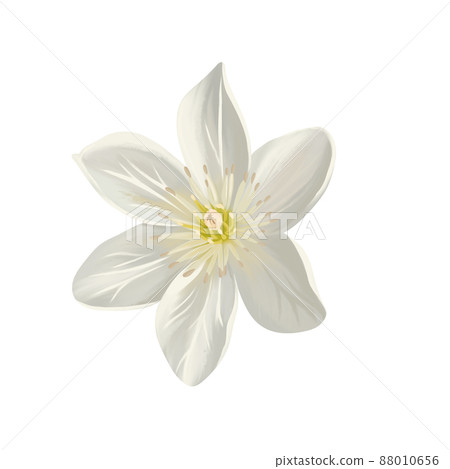 純白色鐵線蓮花,無線條畫 純白色鐵線蓮花,無線條畫 88010656