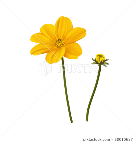 Bright yellow evidence flowers and buds without line drawing 88010657