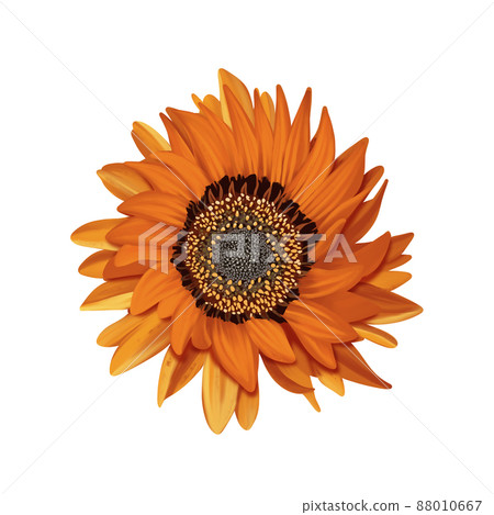 Bright orange gazania - no line drawing Bright orange gazania - no line drawing 88010667